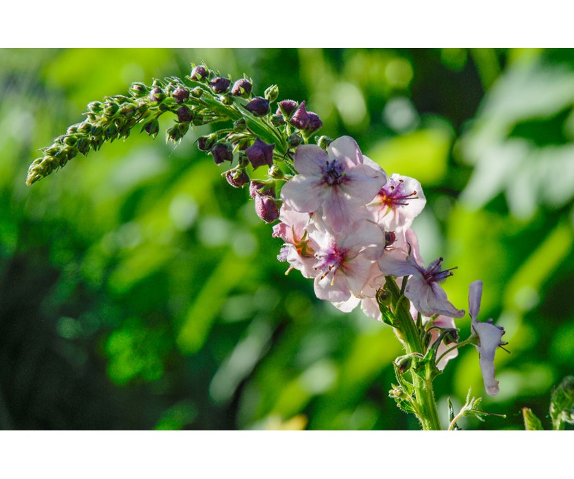 Southern Charm Mullein